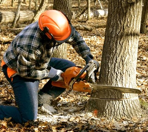 Tree Removal in West Pittsburg, PA
